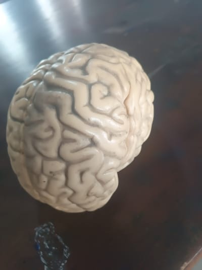 An anatomical model of a human brain rests on a dark reddish-brown, reflective surface, likely wood, in Warri South, Nigeria. The model exhibits a light beige coloration with darker grey shading within its accurately rendered sulci, clearly depicting the gyri and general convolutions of a cerebral cortex. The model appears to be constructed from plastic or resin. In the lower-left quadrant of the frame, a small, dark, irregular object, partially reflective and out of focus, is visible. The immediate background is blurred, showing diffuse light reflections, indicating an indoor setting with ambient lighting. No individuals, actions, or interactions are present in the scene.