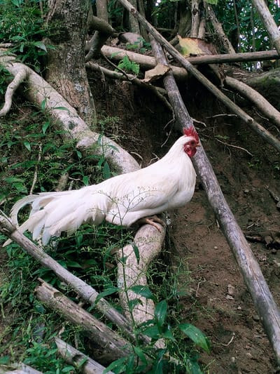 A white rooster with a red comb stands on a large tree root, which is part of a tangle of tree roots and branches, in a heavily vegetated area. The ground is brown and dry. The rooster's tail feathers are long and white, and its body is facing the right side of the image. The scene is located in Kecamatan Sambirejo, Indonesia, at latitude -7.512 and longitude 111.103.  The rooster is perched on the roots of a large tree that is leaning to the right. The rooster's head is slightly tilted, and its eyes are closed. The rooster's legs are visible, and they are standing on the ground. The rooster's feathers are white, except for the red comb and wattles on its head. There is no one else present.