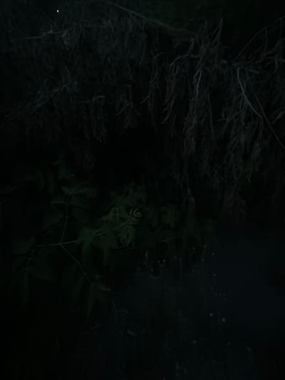 The image is a low-light, nighttime scene with dense foliage. The foreground features dark, feathery branches that appear dry and somewhat brittle, possibly dead or dormant. To the right, there is a patch of green leaves, suggesting living vegetation. These leaves are clustered on thin stems and appear to be part of a bush or small tree. The overall lighting is dim, with only faint illumination that highlights some textures and outlines. There are a few small, bright white specks scattered in the darker areas of the image, which could be dust particles, water droplets, or possibly distant lights. A tiny, faint yellow light is visible in the lower left corner, which might be a distant light source or an insect.
The scene appears to be outdoors, possibly in a natural setting like a forest, park, or garden, given the presence of plants and branches. The time of day is clearly night due to the darkness and lack of clear ambient light. There are no people or specific objects visible besides the natural elements. The mood evoked by the image is somewhat mysterious and perhaps a little eerie due to the darkness and the skeletal appearance of some of the branches. No text is visible in the image. The location context is provided as Biysk, Russia, which suggests a temperate climate where such vegetation might be found.