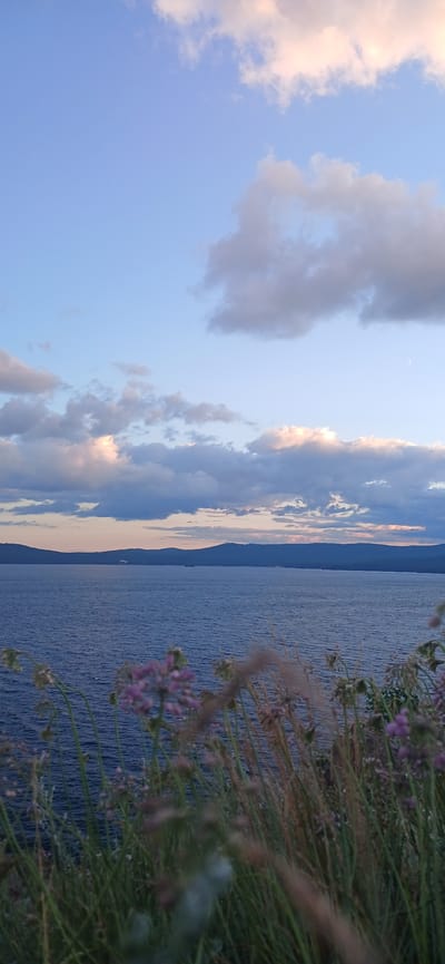 The image depicts a serene natural landscape at dusk, possibly near Turgoyak, Russia. The sky is a soft blue, transitioning to hues of pink and orange near the horizon, with scattered white and grey clouds. A faint crescent moon is visible in the upper right portion of the sky. Below the sky, a vast expanse of deep blue water stretches across the frame, appearing calm with subtle ripples on its surface. In the distance, a dark, undulating landmass, likely a mountain range or forested hills, forms the horizon line. In the foreground, out of focus, is a cluster of wild grasses and small purple flowers, adding a touch of delicate color and texture to the scene. The overall impression is one of tranquility and natural beauty.