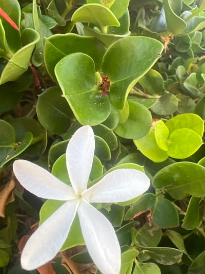 The image shows a close-up view of a plant with lush green leaves and a delicate white flower. The flower has five petals and is the central focus of the right side of the frame. The leaves are glossy and vary in shade from dark green to a lighter, yellowish green, indicating possibly new growth. Some of the leaves show signs of browning or damage, particularly in the center and upper right portions of the image. Small, dark red buds are visible among the leaves on the left side. The background is a dense arrangement of these leaves, suggesting a garden or natural setting. The lighting appears to be natural daylight, casting soft shadows. There are no people, visible text, or specific event depicted. The overall impression is one of natural beauty and botanical detail.