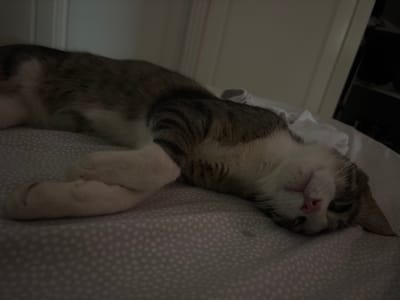 A tabby and white cat is seen sleeping on its back, nestled under a polka-dotted duvet. The cat's eyes are closed, and its pink nose is prominent. Its front paws are stretched out, one resting on the duvet, and the other is slightly bent. The cat's body is mostly hidden under the bedding, with only its head and paws clearly visible. The duvet is light gray with white polka dots. The background is dark, with a hint of what looks like a wardrobe on the left and a door on the right. The lighting suggests it might be indoors, possibly in a bedroom, and the time of day is not explicitly clear but appears to be dimly lit. There is no visible text in the image. The overall mood is peaceful and relaxed, capturing a moment of deep sleep for the feline.