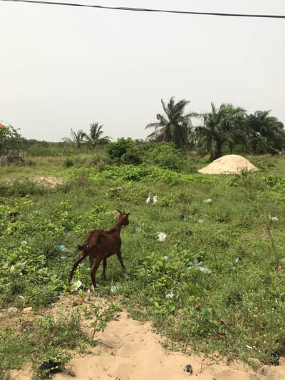 A brown goat stands in overgrown vegetation dotted with litter near a sandy area. Behind the goat, a mound-like structure sits among palm trees under a cloudy sky. Power lines are visible on the left edge of the image.
