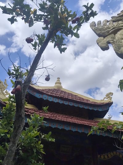 In Xuân Thành, Vietnam, a photograph captures a low-angle view of a building's ornate roof against a sky filled with white clouds. The roof features red tiles and a yellow trim with intricate blue decorative elements along its eaves. A carved stone dragon head adorns the upper right corner of the roofline. In the foreground, a tree with rough bark and green leaves grows diagonally upwards. Several reddish fruits hang from the tree's branches, some appearing somewhat shriveled. The overall scene suggests a temple or traditional structure in a tropical environment.