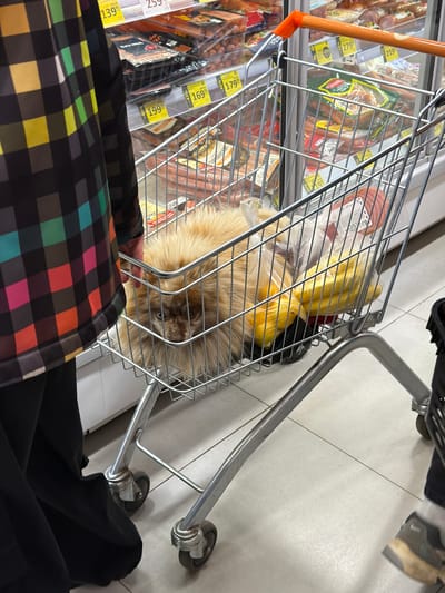 A high-angle shot shows a shopping cart filled with food items and a medium-sized dog with tan fur in what appears to be a supermarket aisle. The cart is positioned near refrigerated shelves stocked with sausages and processed meats, indicated by the price labels written in Russian. Price tags with yellow backgrounds display amounts like "259.90" and "13990," with percentage discounts like "-43%" visible. A person wearing a black garment and a checkered top or jacket is positioned close to the cart, possibly pushing or observing it. The floor is made of light-colored tiles. The dog occupies a significant portion of the cart's space, suggesting it is either lying down or sitting amongst the groceries. The groceries include bananas. The photograph may have been taken in Tokkari-Lend, Russia, given the Russian-language price labels.