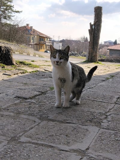 The image depicts a domestic short-haired cat standing on a paved surface in Liaskovo, Bulgaria, under partial sunlight. The cat, with a white chest, belly, and paws, features a grey, white, and black tabby pattern on its back, head, and tail. It has green eyes, a pink nose, and is facing slightly towards the camera with its tail held in a moderate upward curve.

The foreground consists of irregular, grey concrete or stone paving slabs exhibiting wear and cracks, with small patches of green grass growing between them. To the left in the midground, a dark, weathered tree stump with visible bark remnants rests on an earthen bank. To the right, a tall, debarked wooden pole stands vertically. A dirt or gravel road is visible beyond these elements, leading towards the background.

In the background, a two-story house with a red-tiled roof, yellow-painted upper walls, and a wooden balcony is situated on the left. A light-colored sedan is partially visible on the road in front of this house. Overhead utility lines and poles are visible across the middle distance. Distant hills covered with sparse, bare deciduous trees complete the horizon. The sky is partly cloudy with areas of blue and scattered white-grey clouds.