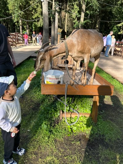 The image shows a group of people at an outdoor petting zoo, possibly in Vnukovo, Russia. In the foreground, a young person lies on the grass, feeding a goat by hand. The goat is leaning over to take a piece of food, and its head and horns are prominent in the frame. The person is wearing a light-colored sweatshirt and dark pants, and the goat has a collar. In the background, several other people are visible standing on a wooden boardwalk, looking at the goats or interacting with them. The setting is natural and sunny, with trees and grass surrounding the area. The time of day appears to be daytime, with bright sunlight casting shadows. The overall mood seems relaxed and enjoyable, as people interact with the animals. A white bucket with text in Russian is visible near the goat.