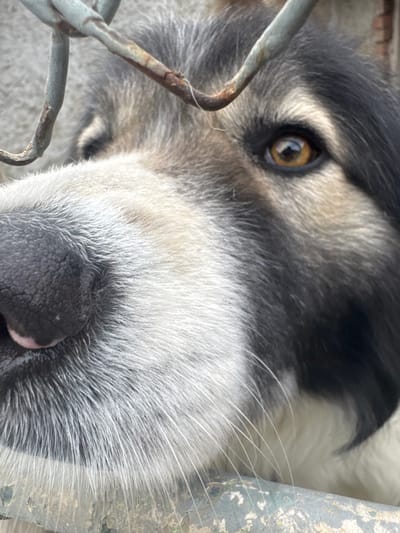 A close-up image captures a large dog peering through a weathered metal fence in the city of Profesor Ishirkovo, Bulgaria. The dog exhibits a coat of mixed dark grey, black, and white fur, with the upper head and areas around its visible right eye being darker, transitioning to lighter grey and white on its muzzle and chin. Its prominent eye is amber-brown. The black nose is large and appears moist, with a small pink area on the lower central portion. Multiple strands of rusty, peeling grey-coated chain-link fence are visible across the dog's forehead and to the right of its eye, with a thicker, horizontal bar situated beneath its muzzle. The dog's forward gaze indicates observation beyond the enclosure. The background is out of focus.