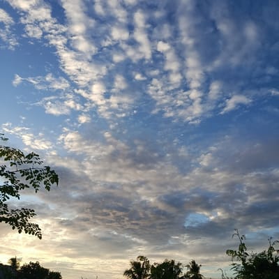 A partly cloudy sky displays a mix of stratocumulus and altocumulus clouds. Higher up, altocumulus clouds form a pattern, while lower stratocumulus clouds create a textured, gray backdrop. Silhouetted trees and foliage fill the lower portion of the frame, hinting at a sunrise or sunset. The clouds closest to the horizon exhibit a soft, golden glow.