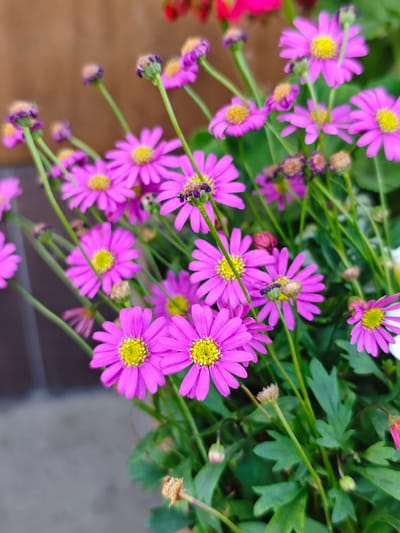 This is a close-up, vertical, outdoor photograph of a cluster of vibrant pink daisy-like flowers with yellow centers. The flowers are in full bloom and their petals are sharp and well-defined. The background is softly blurred, with hints of green foliage and a textured, warm-toned surface, possibly a wall or wooden structure, on the upper left. The lighting appears natural, suggesting daytime, and the overall mood is bright and cheerful, indicative of a pleasant weather day. There are also several unopened flower buds visible, some with purple tips, suggesting that the blooming season is ongoing. The composition focuses on the delicate beauty of the flowers, with the stems and leaves providing a lush green backdrop. No people, text, or specific location cues for Pyatigorsk, Russia, are discernible in the image.