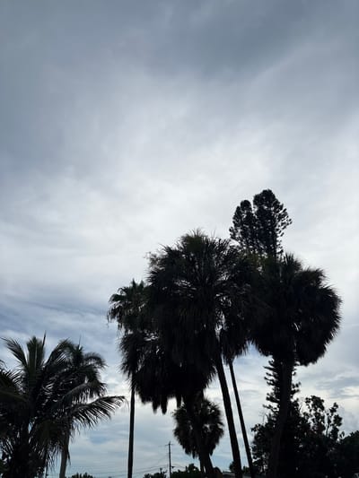 A group of palm trees and a tall pine tree are silhouetted against a cloudy sky in Palmetto, Florida. The trees are dark and appear to be dense with foliage, creating a dramatic contrast with the lighter sky. The palm trees have broad, fan-shaped leaves, typical of tropical climates, while the pine tree has a more conical shape with needle-like leaves. The sky is filled with various shades of gray and white clouds, suggesting an overcast or partly cloudy day. The overall scene evokes a sense of natural beauty and tropical atmosphere, with the trees standing tall against the expansive sky.