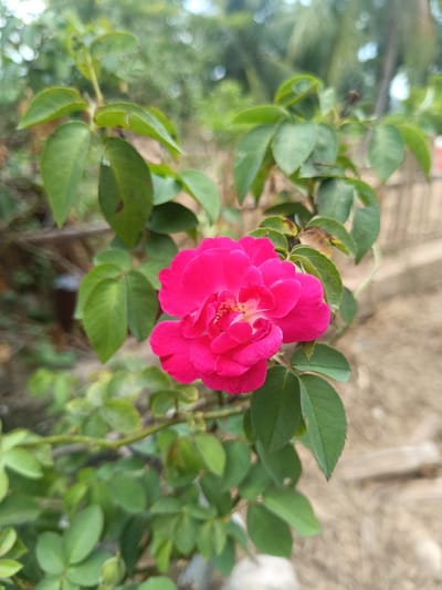 A close-up shot captures a vibrant pink rose in full bloom, surrounded by green leaves. The rose's petals are layered, and its center shows a hint of yellow. The leaves are a mix of light and dark green, with a few showing signs of age or damage. The background is blurry, suggesting a garden setting. The scene is in Aluebuket, Indonesia, with an environment of flora present. There are no people, actions, or interactions present.