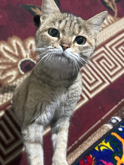 A curious, tan tabby cat gazes upward with wide, green eyes. Its head is tilted, presenting a charming, inquisitive expression. Long, white whiskers extend from its muzzle. The cat lies on a red rug with a geometric pattern. To the upper right, a portion of an ornate, embroidered cloth is visible, displaying vibrant colors. The cat's fur appears soft and well-groomed.