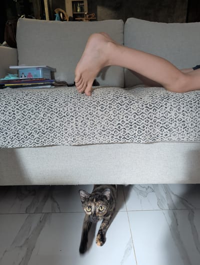 A top-down view shows a section of a sofa with a person's leg and foot resting on the patterned upholstery. To the right of the sofa is a cat with tortoiseshell markings on its fur, lying on a tiled floor. There are books and a small container stacked along the side of the sofa. No details indicate the city of Ko Pha-ngan, Thailand.