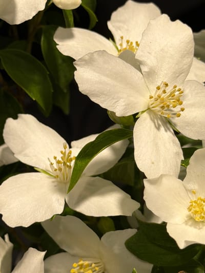 The image depicts a close-up view of several white flowers with yellow stamens. Green leaves are interspersed among the flowers. The location is not discernible from the image.