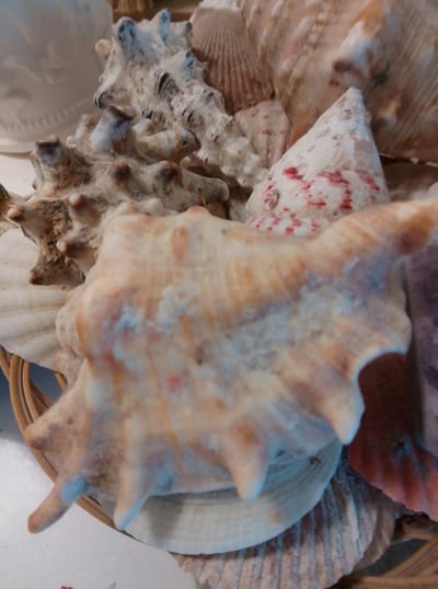 The image is a close-up, eye-level, indoor shot of a collection of various seashells. The shells are predominantly in shades of beige, white, and pale orange, with some exhibiting reddish-pink markings and others a bluish tint. They are piled together, suggesting they are part of a decorative arrangement or display.
In the foreground, a large, textured seashell with prominent spiky protrusions dominates the center of the frame. Its surface is a mix of light orange and beige with splotches of white and hints of blue. To its left and slightly behind, another intricate seashell with a rough, almost coral-like texture is visible, colored in whites and grays with some brown accents.
Behind these, other shells are partially visible. One is a pale cone-shaped shell with scattered red marks. Further back, the ribbed texture of a fan-shaped shell can be seen, along with other less distinct forms. A white, decorative object, possibly ceramic, is partially visible in the top left corner, adding to the impression of a curated display. The background is a soft blur of more shells and textures, with a hint of a woven basket at the bottom edge, indicating the shells might be contained within it.
No people are visible, and there is no activity taking place beyond the static arrangement of the shells. The lighting appears to be soft and diffused, suggesting an indoor environment. There is no text visible in the image. The overall impression is one of natural beauty and collected treasures.