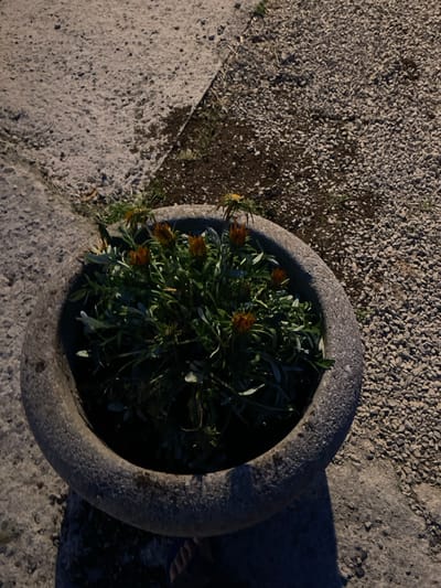 The image shows a stone planter with a cluster of orange flowers and green foliage inside, located on a paved area in Portoferraio, Italy (latitude: 42.816, longitude: 10.332). The planter is made of rough-hewn stone and has a circular shape. The flowers are in bloom, and the leaves are lush and green. The background consists of a gravel surface and a portion of a concrete walkway. The image is shot from a low angle, looking down at the planter. There are no people visible in the image. The scene is illuminated by natural light, likely from the setting sun, casting long shadows on the ground.  The overall atmosphere is peaceful and serene.