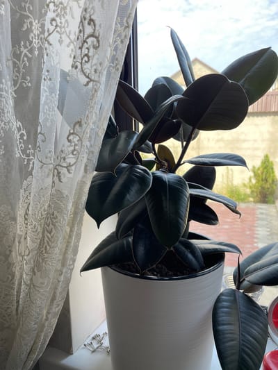 A dark-leaved rubber plant in a white pot sits on a windowsill next to a white lace curtain. Outside the window, a paved area and a small green tree are visible. The sky is cloudy. The scene appears to be indoors, in a residential setting, possibly in the city of Kaspiysk, Russia, given the architectural style of the visible buildings. There are no people in the image.