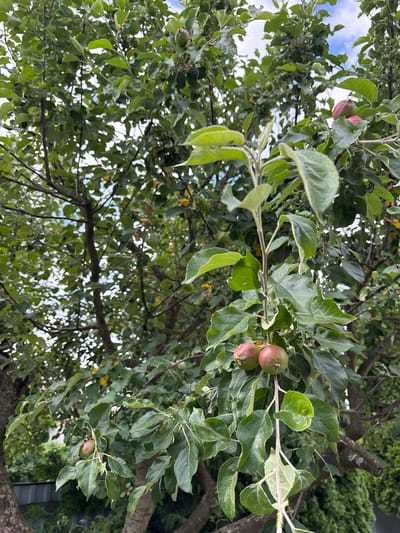 This is a vertical, medium shot of an apple tree in an outdoor setting, likely a backyard. The tree is laden with green leaves and several small, developing apples. Two apples are prominently featured in the foreground, hanging from a branch with reddish-green skin. Other apples are visible scattered throughout the foliage, some appearing greener and smaller. The background shows more of the tree's branches and leaves, with glimpses of the sky and some out-of-focus greenery. The overall impression is that of a fruitful tree in a natural environment. The location is specified as Парэчча, Belarus.