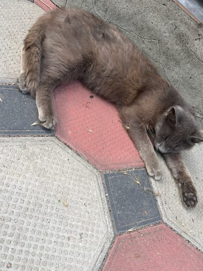 A gray cat is sleeping stretched out on a sidewalk composed of hexagonal and square pavers. The cat is lying on its side with its front paws extended and its head resting on its paws. The sidewalk pavers are a mix of colors including gray, red, and black. Some dry grass stalks are scattered on the pavers around the cat. The scene appears to be outdoors during daylight, with no clear indication of weather conditions beyond the dry grass. The cat's relaxed posture suggests it is comfortable and undisturbed. The location is identified as Bohunove, Ukraine.