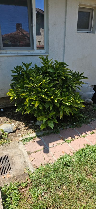 The image shows an outdoor scene in the city of Gorna Oryahovitsa, Bulgaria, with a house and surrounding vegetation. In the foreground, a dense, leafy green bush with variegated yellow and green leaves is prominent. The bush is situated next to a textured, light-colored exterior wall of a building. To the left of the bush, a section of a paved area is visible, featuring red brick-like pavers with some grass and weeds growing between them. A metallic grate is set into a concrete surface at the bottom left corner of the image, likely a drain. A round, metallic dish and a small, shallow metal container are on the ground near the bush.
To the left of the main bush, a window with a gray frame is visible. The window pane reflects a blue sky and a terracotta-tiled roof with a chimney. Another smaller window with a gray frame is present higher up on the wall to the right. In the background, to the right of the bush, two translucent plastic containers are placed on the ground, one larger than the other, with a rock next to them. The overall environment suggests a residential setting with a somewhat unkempt garden area. The lighting indicates it is daytime, with shadows cast on the ground.