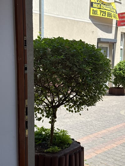 This media file shows an outdoor scene on a sunny day, likely in Łódź, Poland. In the foreground, a wooden window frame with metal fixtures is visible. Behind it, a round, leafy green tree dominates the frame. The tree is planted in a dark planter box with a wooden border. In the background, a building with a light-colored facade and windows is partially visible. A yellow banner with black text is attached to the building's wall. The text on the banner reads "tel. 729 880 463" and "lokal uzyskasz elax". Above this banner, there are red signs with white text. The ground is paved with interlocking stones, forming a patterned walkway. Another smaller, conical green shrub is visible further in the background, also in a planter. The lighting suggests it is daytime, with shadows cast by the tree and building, indicating a bright, clear day.