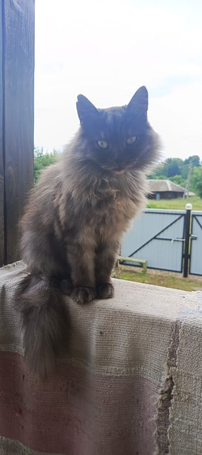 A medium-sized, long-haired grey cat with yellow-green eyes is sitting on a rustic, woven textile with horizontal stripes in pink and beige. The cat is positioned in the foreground, facing the camera. Behind the cat, a blurred background depicts a rural or suburban scene with a wooden fence, a building with a brown roof, and green trees under an overcast sky. The overall setting appears to be an outdoor porch or windowsill in a residential area outside of the city of Krasnoyarsk, Russia.
