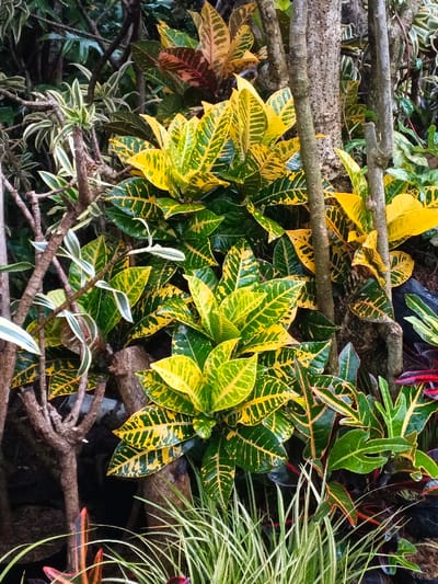 This image captures a dense botanical arrangement in the city of Pea Reang District, Cambodia. The central and dominant subjects are multiple croton plants (Codiaeum variegatum) with broad, ovate leaves displaying prominent yellow and dark green variegation. Several slender, brown, woody stems and tree trunks are vertically positioned throughout the frame. To the left, a plant with smaller, elongated leaves showing white and green variegation is present. The background contains various other plants with darker green, reddish-brown, and orange-tinged foliage. At the bottom, a cluster of fine, light green grass-like leaves is visible. No human or animal subjects are present. The foliage appears healthy and vibrant, with some leaves exhibiting a glossy sheen consistent with moisture.