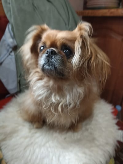 A close-up, eye-level, medium shot shows a small, fluffy dog with light brown fur and a lighter-colored ruff around its neck. The dog is sitting on a white, shaggy surface, possibly a rug or blanket, and is looking slightly upwards and to the left of the camera. Its eyes are dark and expressive, and its nose is black. The dog's fur appears slightly tousled, with some strands falling over its face and ears. The background is out of focus, but hints of a green cloth or garment are visible to the left, and a wooden surface, possibly furniture, is visible to the right. The lighting suggests an indoor setting, possibly during the daytime, with soft light illuminating the dog's face. No text is visible in the image. The scene appears to be a candid moment, capturing the dog in a relaxed pose, with an expression that could be interpreted as curious or attentive. The overall impression is one of domestic comfort and the charm of a beloved pet.