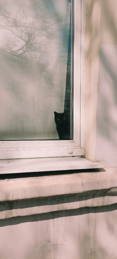 A close-up shot depicts a white window frame set against a pale pink wall. Inside the window, a black cat peers down, its yellow eyes faintly visible. The window reflects the bare branches of trees, blurring the boundary between interior and exterior. To the right of the window, the wall is marked by three vertical indentations. The scene is from Fryazino, Russia.