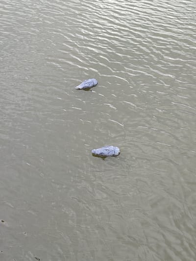 In Shcherbani, Ukraine, two artificial alligator decoys float on the surface of a body of water. The decoys are light blue and textured to resemble alligator skin. The water is murky and shows ripples, suggesting a calm but moving surface. The scene is devoid of any human presence or natural wildlife.