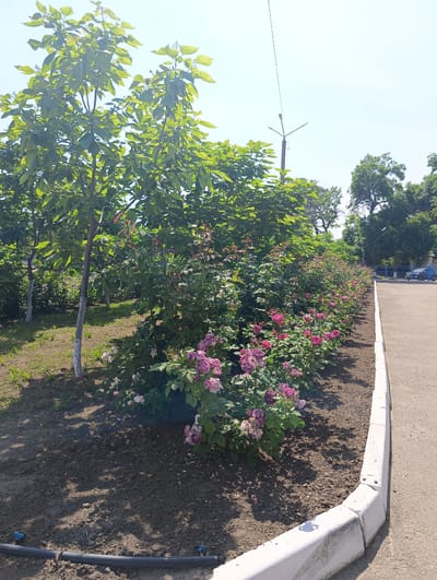 This image displays an outdoor scene in Maiaky, Ukraine, featuring a cultivated landscape alongside a paved area under a clear, bright sky. On the left side, several young deciduous trees with vibrant green foliage and lower trunks painted white are rooted in a patch of sparse grass. Extending horizontally across the mid-ground, a linear planter bed is visible. The foreground of this bed contains numerous rose bushes bearing pink and purple flowers, some exhibiting faded or variegated petals. The soil in this section appears freshly cultivated, and a black irrigation hose with two blue shut-off valves is positioned along the bottom left edge of the planter. Further into the bed, an array of green shrubs and additional rose bushes with pink blooms are present. The planter bed is bordered on its right side by a segmented white concrete curb, which separates it from a light gray paved path or roadway that recedes into the background. In the upper right quadrant, a utility pole supporting a street light and a single overhead wire is visible against the bright sky, rising above a dense line of mature green trees. Partially obscured by these trees in the distant background, a section of a blue metal fence or gate, a dark-colored parked automobile, and a portion of a light-colored building can be discerned. The scene is illuminated by direct sunlight, creating distinct shadows on the ground from the vegetation and structures. No individuals or animals are present in the frame.