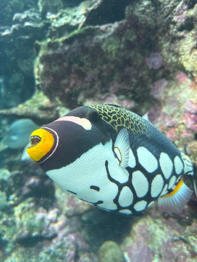 A clown triggerfish (Balistoides conspicillum) is depicted in an aquatic environment, likely an aquarium exhibit, located in Noumea, France. The fish is oriented slightly left and forward, with its mouth slightly agape, revealing a yellow interior. Its prominent features include bright yellow lips with a thin pinkish-purple outline, a black face adorned with a distinct white band above the mouth, and a leopard-like pattern of yellow spots on a black background extending over its upper dorsal area. Its body transitions to a white base with large, irregular black spots creating a distinctive pattern on its mid-section and belly. Visible fins include a white pectoral fin with a dark outline and parts of its yellow and white anal and caudal fins. The background is blurred, showing shades of green, brown, and reddish rock or coral formations consistent with a reef habitat. The transparent barrier, presumably glass, exhibits minor scratches and fine particulate matter within the water column. A faint, light-colored fish is partially visible in the blurred far left background.