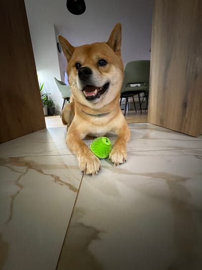 In an indoor setting in Priseltsi, Bulgaria, a light-tan Shiba Inu-type dog is positioned centrally on a light beige and brown marbled tile floor. The dog is in a prone position, facing directly towards the camera, with its front paws extended forward. A neon green, textured, spherical toy is situated directly in front of and between the dog's front paws. The dog's mouth is slightly ajar, exposing its tongue and lower teeth, consistent with panting or a relaxed expression. Its ears are erect, pointed forward. No human subjects are visible. The background reveals a residential interior with light-colored walls and a dark, recessed ceiling light fixture in the upper center. Modern furniture, including light-colored chairs with dark legs, is partially visible through doorways on both the left and right sides of the dog, framed by light-toned wooden door jambs. Potted plants are also visible in the background on the left.