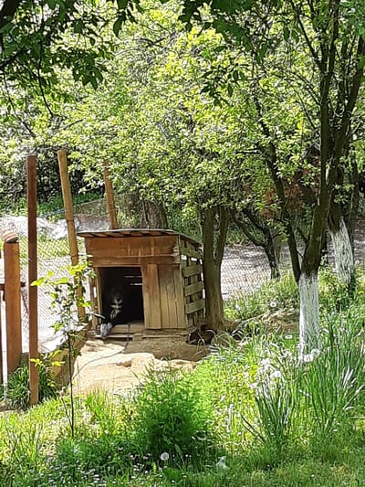The image depicts an outdoor scene, likely a natural garden or animal enclosure, in a bright, sunny daytime setting. The camera is positioned looking towards a wooden structure, possibly an animal house or shelter, situated slightly off-center to the right.

Inside the dark opening of the wooden hut, an animal is partially visible. It appears to be a raccoon, distinguished by its dark fur and characteristic white markings on its face, resting or sleeping within the shelter. The wooden structure itself is rustic, made of planks, and shows some wear.

The scene is surrounded by lush green foliage. To the left and behind the wooden hut, numerous trees with dense, bright green leaves create a leafy canopy. Sunlight filters through the leaves, casting dappled light and shadows on the ground and various surfaces. On the right side of the image, vibrant green grass and other low-lying vegetation are abundant.

In the foreground, a series of wooden poles or a fence-like structure is visible, made of logs or thick branches, suggesting an enclosed area or a path railing. The ground around the hut appears to be dirt or earth.

The overall impression is one of tranquility and nature. There is no visible text in the image. The location context indicates this scene is in Hadzhiysko, Bulgaria.