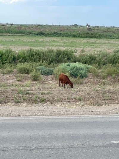 The image shows a brown horse standing in a dry, grassy field next to a paved road. The horse is facing to the left and appears to be grazing. The field is covered in sparse, dry grass and some green bushes. In the background, there is a long line of what appear to be power poles stretching into the distance. The sky is clear and blue, suggesting it is daytime with fair weather. The setting appears to be rural, possibly in Uzbekistan, given the mention of Qanlikul. The image is oriented vertically, with the road running along the right side and the field occupying the left side. There is no visible text in the image.
