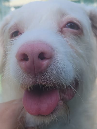 A close-up, eye-level, medium shot captures a white dog's face in Altamonte Springs, United States of America. The dog's snout is prominent, with a pink, wet nose and visible nostrils. Its mouth is slightly open, with a large, pink tongue protruding. The dog has white fur and light-colored eyes, with pinkish skin visible around its eyes and nose. The background is blurred, suggesting an outdoor environment. A human finger is visible on the left side of the frame, lightly touching the dog's fur near its chin.