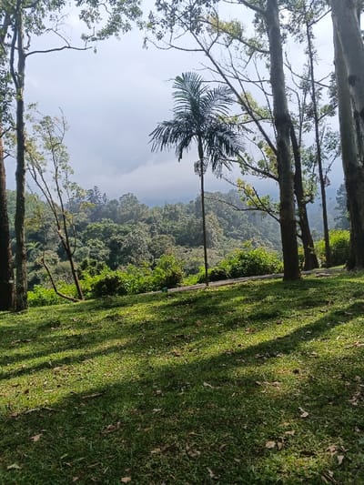 A picturesque view unfolds with a lush green lawn in the foreground, dappled with shadows cast by tall, slender trees. A single palm tree stands prominently amidst the surrounding woodland, contrasting with the dense forest in the background. Clouds shroud the distant hills, creating a soft, hazy atmosphere. Sunlight filters through the trees, illuminating patches of the landscape.