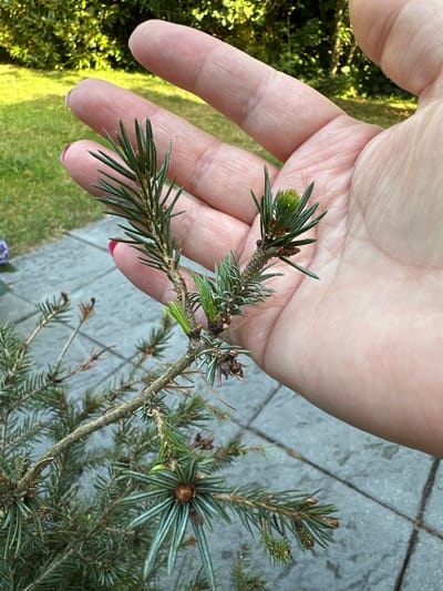 A person's hand is holding a sprig of a young conifer tree. The hand is open, with fingers slightly curled, revealing the palm and underside of the fingers. The skin is fair and shows visible lines. A small amount of red nail polish is visible on the fingernail of the pinky finger. The conifer sprig has sharp, green needles and some small brown cones or buds. New growth, appearing as a small light green cluster of needles, is visible at the tip of the sprig.
The background is out of focus. To the left, lush green foliage suggests a garden or grassy area, illuminated by what appears to be sunlight. To the right, a paved area composed of light gray rectangular stones is visible. This paving suggests an outdoor setting, possibly a patio or walkway.
The lighting indicates it is daytime, with a warm quality to the light on the foliage suggesting either morning or late afternoon. The overall scene is casual and appears to be a close-up examination of the plant. There is no visible text in the image. The location context provided is Krefeld, Germany.