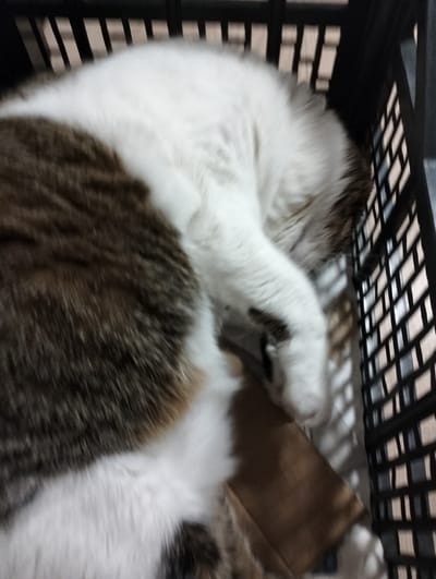 A large, heavily furred cat is sleeping in a black plastic crate. The cat is predominantly white with brown patches. The crate has a lattice-like design. The location is Krykhivtsi, Ukraine. There are no people visible in the image.