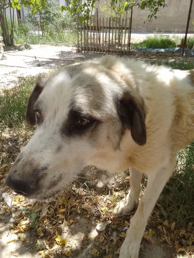 A medium shot captures a tan and white dog lying on the ground in what appears to be a courtyard in Muborak, Uzbekistan. The dog is predominantly white with tan markings around its eyes and ears, and on its back. Its fur is thick and appears slightly unkempt. The dog's head is turned to the left, with its large brown eyes looking downward. Its snout is dark and appears moist. The ground beneath the dog is a mixture of dry soil, scattered brown leaves, and green grass.
In the background, a wooden fence with vertical planks is visible, behind which are various plants and trees with green leaves. Further back, a muted concrete wall and some fencing suggest an urban or semi-urban environment. The lighting indicates a sunny day, with shadows cast on the ground by overhead foliage. The scene is naturalistic, with no humans present. The overall impression is of a dog resting outdoors in a somewhat rustic setting within the city of Muborak.