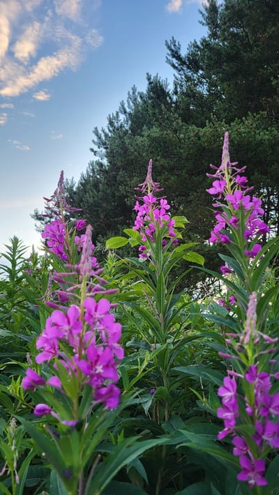 A vertical, low-angle shot captures a cluster of fireweed plants with their tall, spiky inflorescences of vibrant pinkish-purple flowers. The flowers are in various stages of bloom, with some buds still closed and others fully open, revealing delicate white stamens. Lush green leaves form a dense backdrop, interspersed with the colorful blooms. Behind the flora, a dark green conifer tree dominates the upper left portion of the frame, its needles creating a textured silhouette against a pale blue sky. Wispy, light-colored clouds drift across the sky, suggesting a bright, possibly late afternoon or early morning atmosphere. The scene is set outdoors in a natural environment, likely a meadow or field adjacent to a wooded area. The overall impression is one of natural beauty and tranquility, with the bright flowers offering a striking contrast to the deep green of the trees and the soft hues of the sky. There is no visible text. The location is Rohuneeme, Estonia.