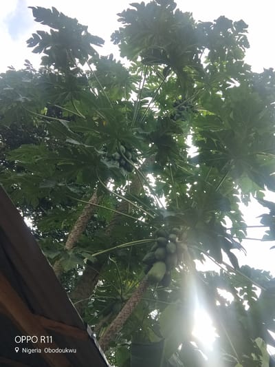 This media file is a photograph taken from a low angle, looking up at a papaya tree laden with green papayas. The shot is framed by the eaves of a dark-colored roof in the foreground. The sun is shining brightly through the lush green leaves and fruit, creating lens flares and a slightly overexposed sky. The texture of the papaya tree trunk is visible, with its characteristic rough, scarred appearance.
The scene is outdoors, likely in a tropical or subtropical climate given the presence of the papaya tree. The time of day appears to be daytime, with the sun high in the sky. The bright sunlight suggests clear weather, though there might be some scattered clouds as hinted by the lighter sky. The location is identified by visible text on the image as "Nigeria Obodoukwu".
The primary subjects are the papaya tree and its fruit. The overall mood is natural and perhaps suggests abundance due to the visible fruit. There is no discernible activity or event taking place beyond the natural growth and presence of the tree.
Visible text on the image includes "OPPO R11" in the bottom left corner, which is likely the model of the phone used to capture the image, followed by a location marker and the text "Nigeria Obodoukwu".