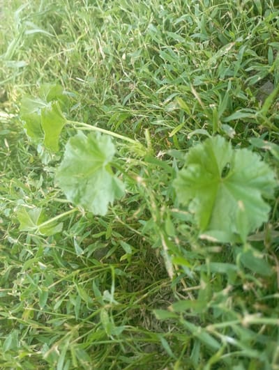 A close-up, overhead shot of green vegetation on the ground in Inhulo-Kamianka, Ukraine. The image focuses on two broad, rounded leaves in the foreground, with distinct lobes and scalloped edges, one slightly to the left of center and another to the right. The leaves are a vibrant green and appear somewhat wet or dewy. They are part of a sprawling plant with thin stems extending into the surrounding grass. The rest of the image is filled with short, dense green grass, with some drier, straw-colored blades interspersed. The ground underneath is mostly obscured by the foliage. The lighting suggests it is daytime, possibly with soft sunlight filtering through. There are no people or animals visible.