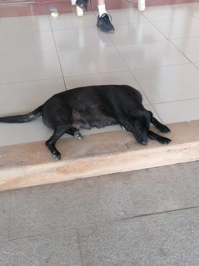 A black dog is lying on a light-colored tiled floor, resting its head on a concrete ledge. The dog appears to be a medium-sized breed with short fur. Its eyes are closed, and its legs are extended. In the background, a person's legs are visible, wearing dark sneakers with red accents and white socks. There are two small, open cans on the tiled floor near the person's feet. The environment suggests an outdoor or semi-outdoor area, possibly a patio or walkway, with a tiled floor and a concrete ledge. The scene is set in Bo Y, Vietnam.
