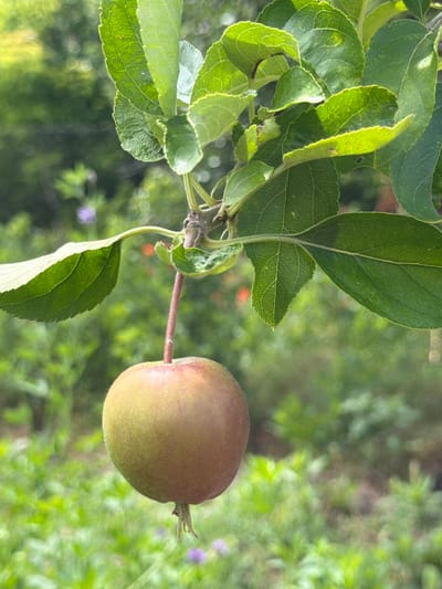 A single unripe apple hangs from a branch amidst green leaves and a blurred background of foliage and greenery in Selanovtsi, Bulgaria. The apple, a mottled green and reddish-brown, is positioned in the lower center of the frame, suspended by a thin stem. Sunlight filters through the leaves, casting dappled shadows and highlighting the textures of the foliage. The background is a soft focus of various shades of green, with hints of purple wildflowers and other plant life. There are no people or animals visible in the scene.