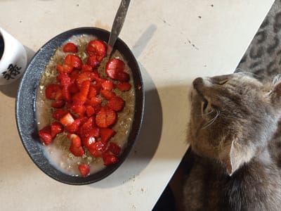 A top-down, close-up shot shows a black bowl of oatmeal topped with sliced strawberries and a brown powder, placed on a light-colored, textured surface, possibly a table. A metal spoon is partially submerged in the oatmeal. To the right of the bowl, a grey tabby cat's head and upper body are visible, with its eyes closed and its head tilted upwards. A white ceramic cup with dark Asian characters is positioned to the left of the bowl. The environment appears to be indoors, with a muted color palette. There are no people or discernible city elements visible, therefore the location in Ostrovtsy, Russia cannot be confirmed.