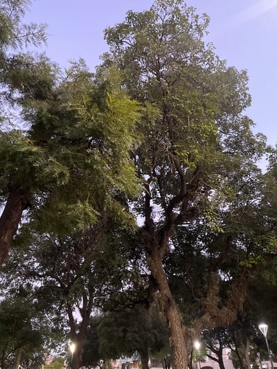 The image depicts a view looking up into the canopy of a large tree. The leaves are dense, with different textures suggesting various tree types. Branches are visible, covered with what appears to be Spanish moss or similar epiphytes. The sky is pale, suggesting either dawn or dusk. Streetlights are present in the background, indicating an urban environment. The location is likely San Fernando del Valle de Catamarca, Argentina based on external information, but there are no identifiable local landmarks.