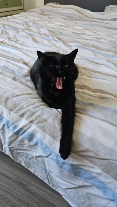 A black cat is captured mid-yawn on a striped duvet. The cat's mouth is wide open, revealing its pink tongue and teeth. Its body is stretched out, with one paw extended towards the right of the frame. The duvet features a pattern of thin, vertical stripes in varying shades of white, gray, and blue. The lighting suggests it's daytime, with natural light illuminating the scene. The cat appears relaxed, likely in a domestic setting, possibly a bedroom, given the duvet. There are no visible signs of text in the image. The overall mood is casual and captures a candid moment of the cat's behavior.