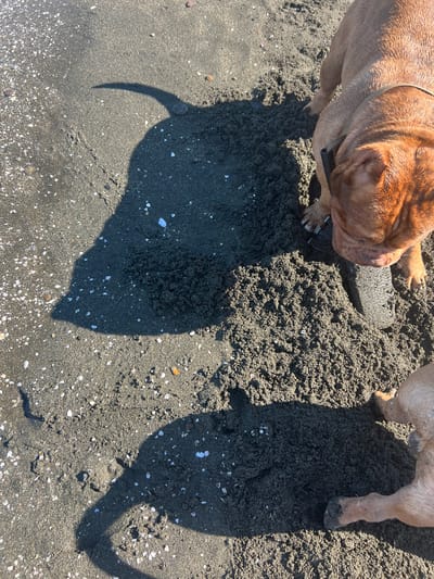 The image, taken in Shekvetili, Georgia, shows a sandy beach with two large dogs. The sand is dark and composed of fine grains mixed with small white shells and occasional larger pebbles. A prominent shadow, cast by one of the dogs, curves across the sand, suggesting a low sun angle. The dog in the foreground, partially visible from the chest down, is a fawn-colored breed with a muscular build and short fur. Its paws are dark and appear wet. Another dog, a fawn-colored mastiff, is visible in the upper right portion of the frame, its head and upper body in focus. This dog is wearing a dark collar. Both dogs appear to be interacting with the sand, possibly digging or playing. The lighting indicates it is daytime, with the sun casting sharp shadows.